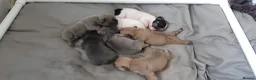 French Bulldog dogs for stud: Amazing structure and quality ‼️ in Ebbw Vale - Advert 26