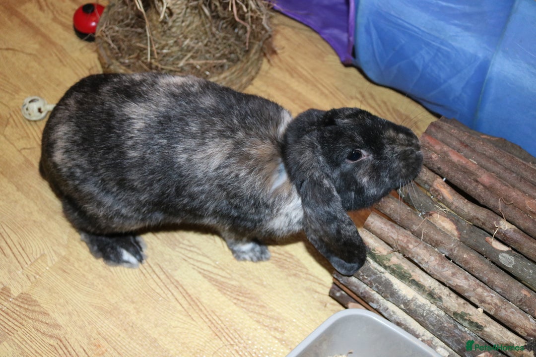 Mini Lop rabbits for sale: Mini Lop Doe - Advert 2