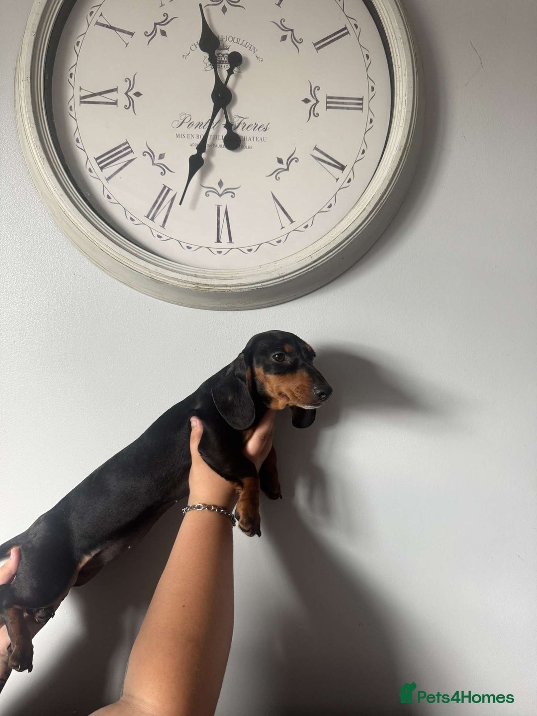 Miniature Dachshund dogs for sale: Peppa  - Image 1