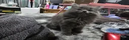 Persian cats for sale: Gorgeous Persian x Kittens Ready now  - Advert 21