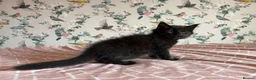 Maine Coon cats for sale: 4 beautiful playful Maine Coon kittens  in Glastonbury - Advert 10