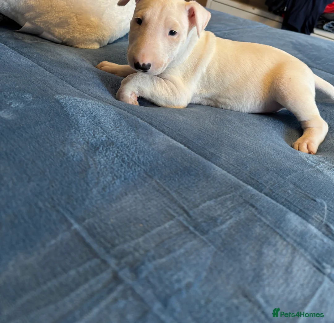 English Bull Terrier dogs for sale: English bull terrier puppies  - Advert 2