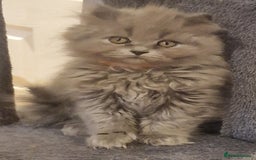British Longhair cats for sale: Blue & Lilac Gorgeous British longhair kittens - Image 28