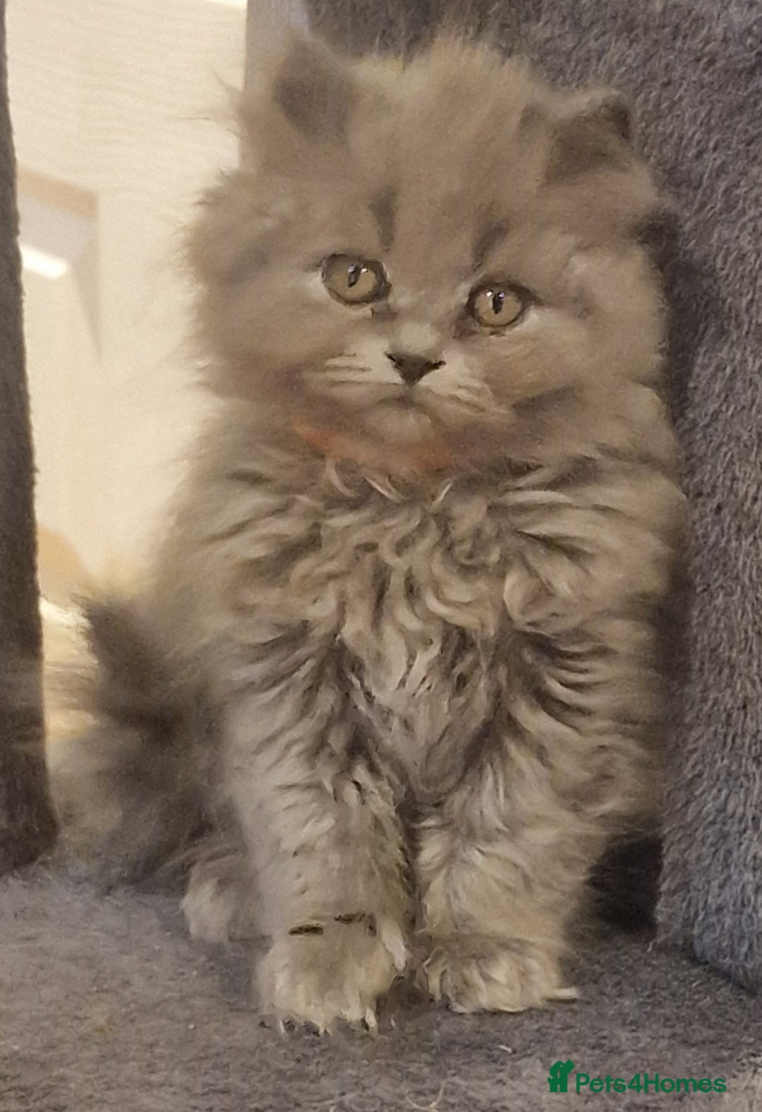 British Longhair cats for sale: Blue & Lilac Gorgeous British longhair kittens - Image 28