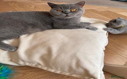 British Shorthair cats for sale: Charming GCCF British Shorthair Kittens 🐈‍⬛  - Image 15