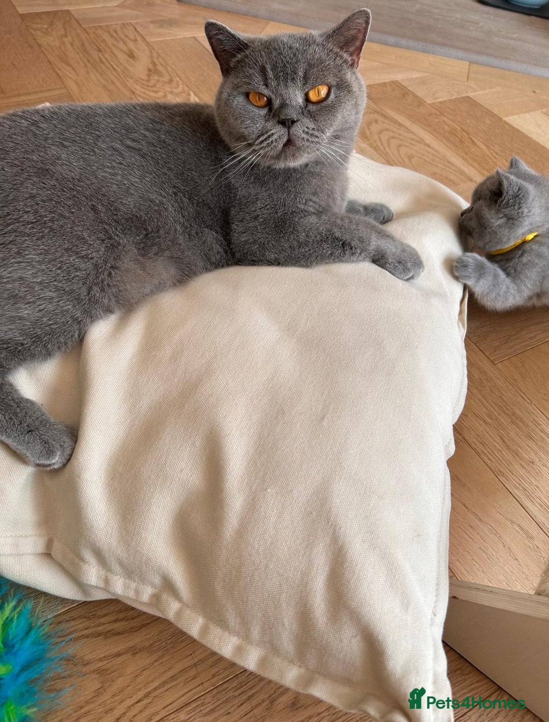 British Shorthair cats for sale: Charming GCCF British Shorthair Kittens 🐈‍⬛  - Image 15