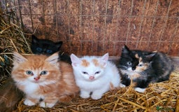 Mixed Breed cats for sale: Farm reared kittens  - Image 1