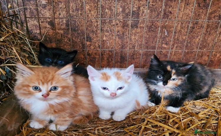 Mixed Breed cats - Advert 1
