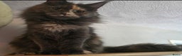 Maine Coon cats for sale: Female tica active queen - Advert 4