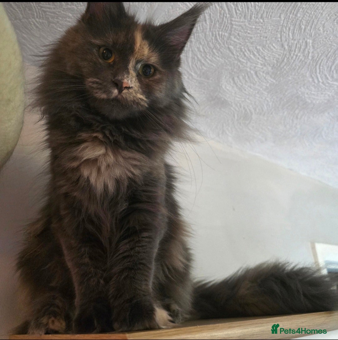 Maine Coon cats for sale: Female tica active queen - Advert 4