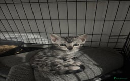 Bengal cats for sale: Beautiful Bengal kittens  - Image 8