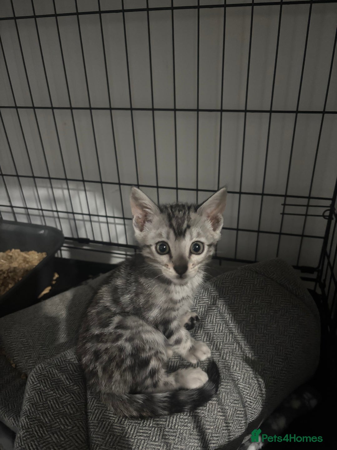 Bengal cats for sale: Beautiful Bengal kittens  - Image 8