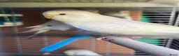 Budgerigars birds for sale: Baby budgies for sale  - Advert 9