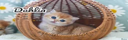 British Longhair cats for sale: TICA Exceptional Pedigree Golden British Kittens - Advert 24