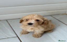 Maltipoo dogs for sale: Quality Korean maltipoos - Image 8