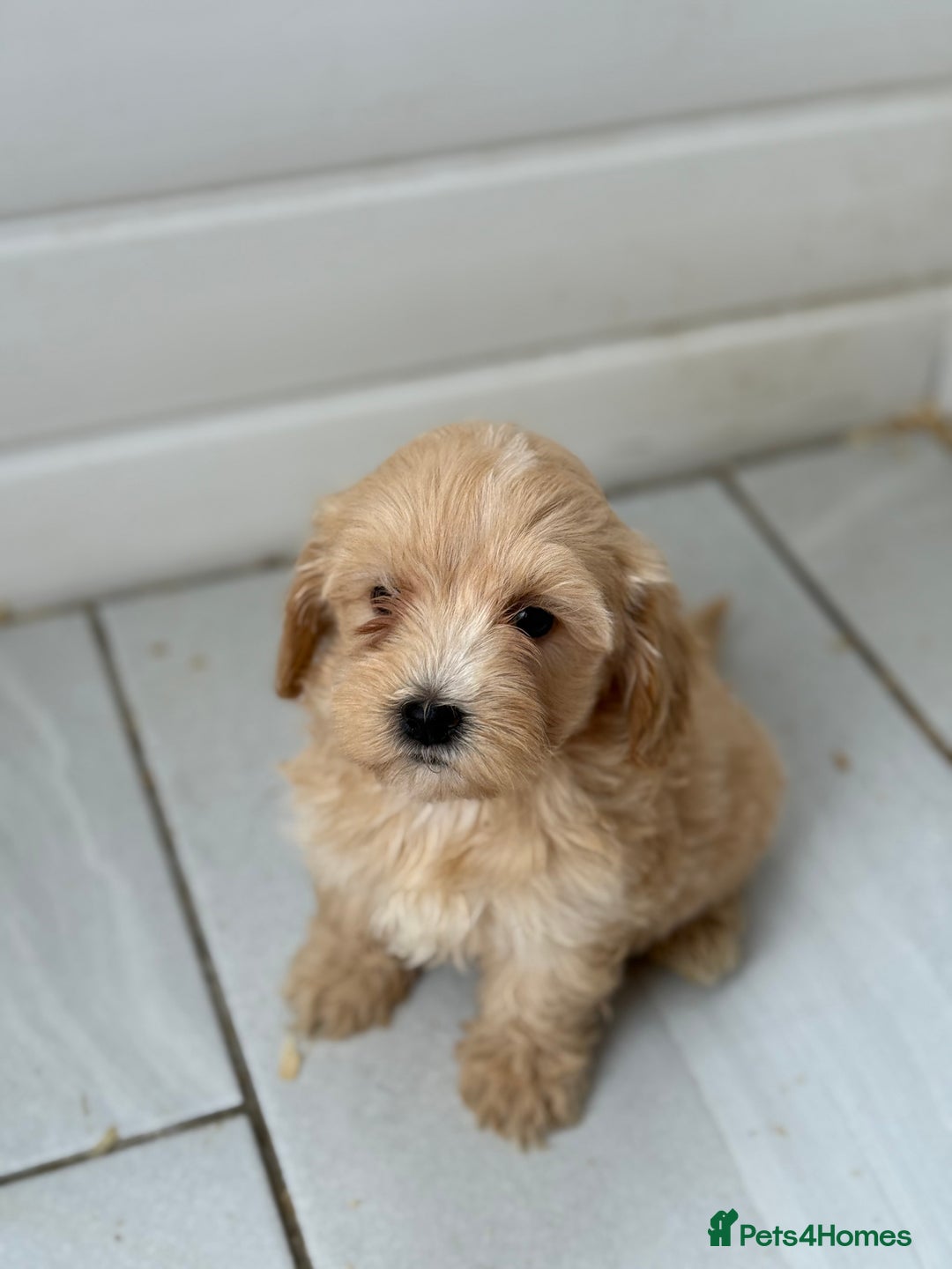 Maltipoo dogs for sale: Quality Korean maltipoos - Image 8
