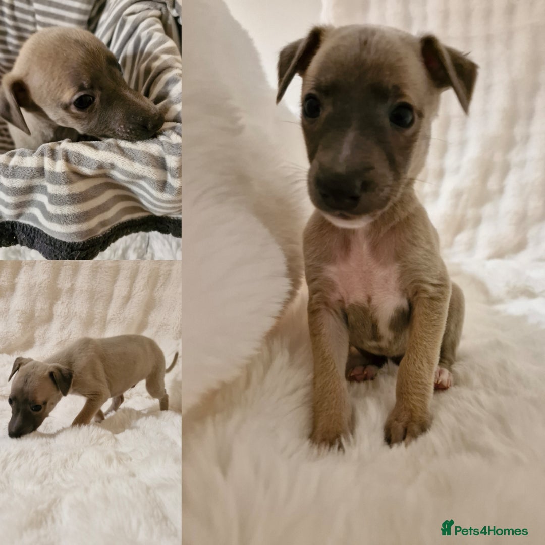 Whippet dogs for sale: Small KC Whippets Looking 4 Their 4ever Homes - Image 4
