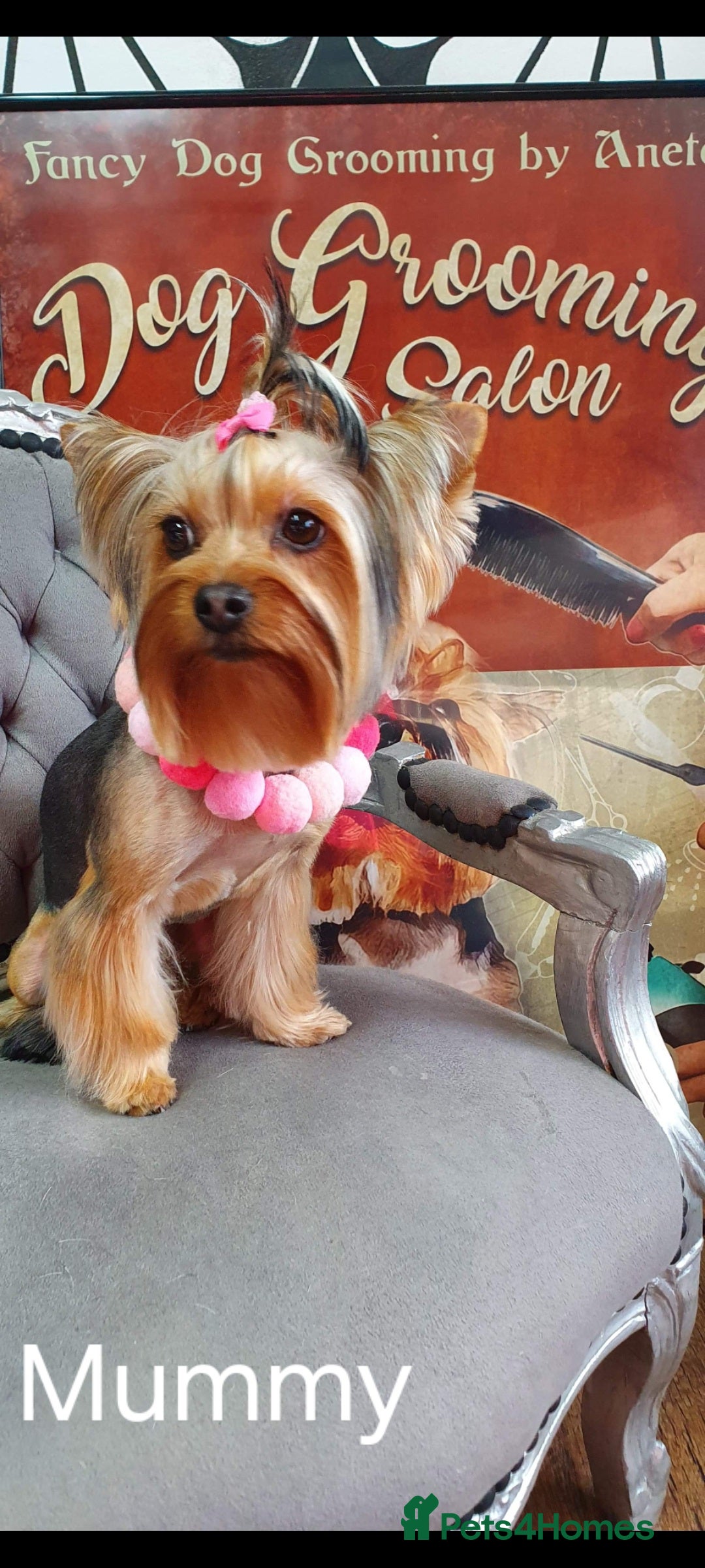 Yorkshire Terrier dogs Yorkshire terrier puppies  - Advert 8