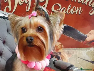 Yorkshire Terrier dogs Yorkshire terrier puppies - Advert 8