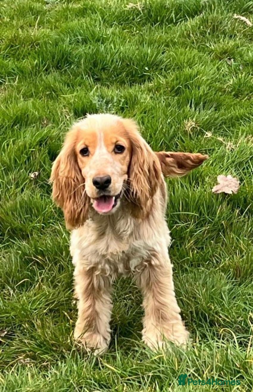 lyla