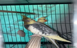 Cockatiels birds for sale: bonded cockatiels  - Image 6