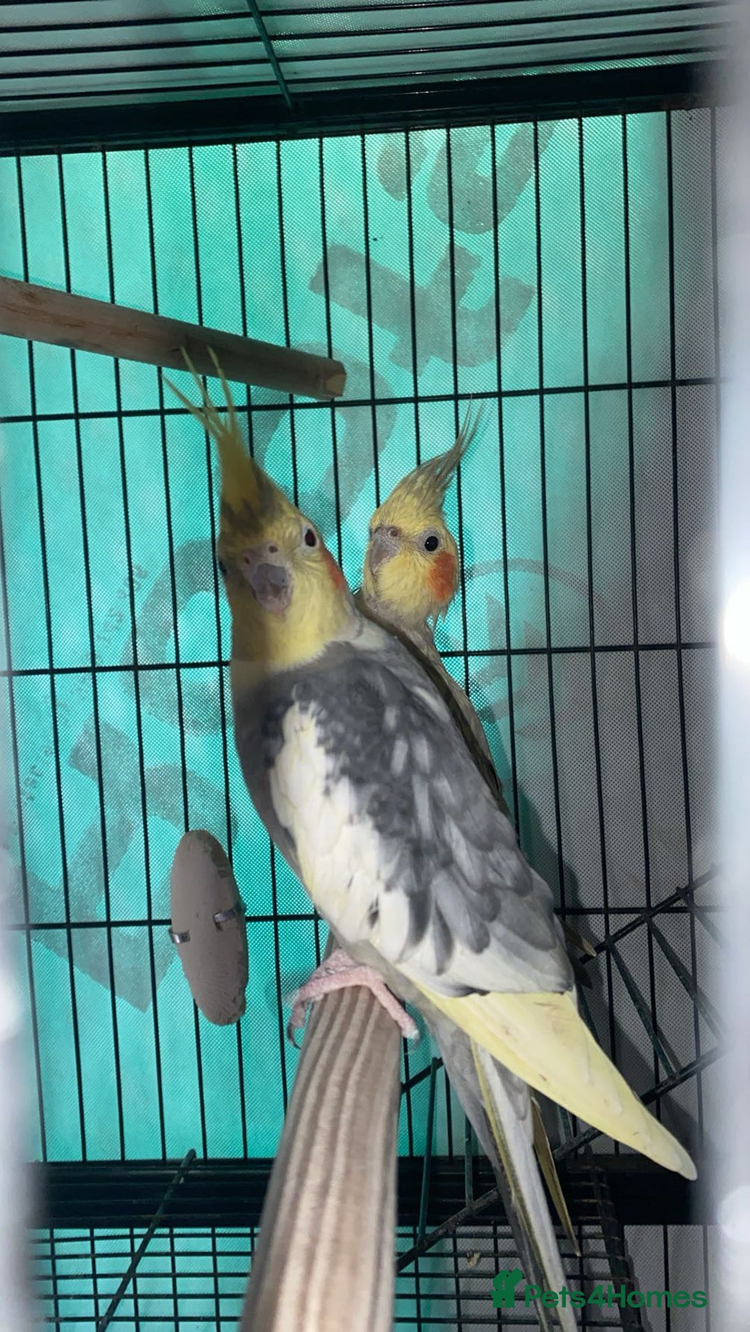 Cockatiels birds for sale: bonded cockatiels  - Image 6