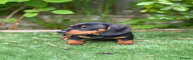 Miniature Dachshund Puppy 4