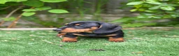 Miniature Dachshund dogs for sale: ⭐️Tiny Health tested mini dachshunds ⭐️ 🦴🐶🐾🐾 - Advert 13