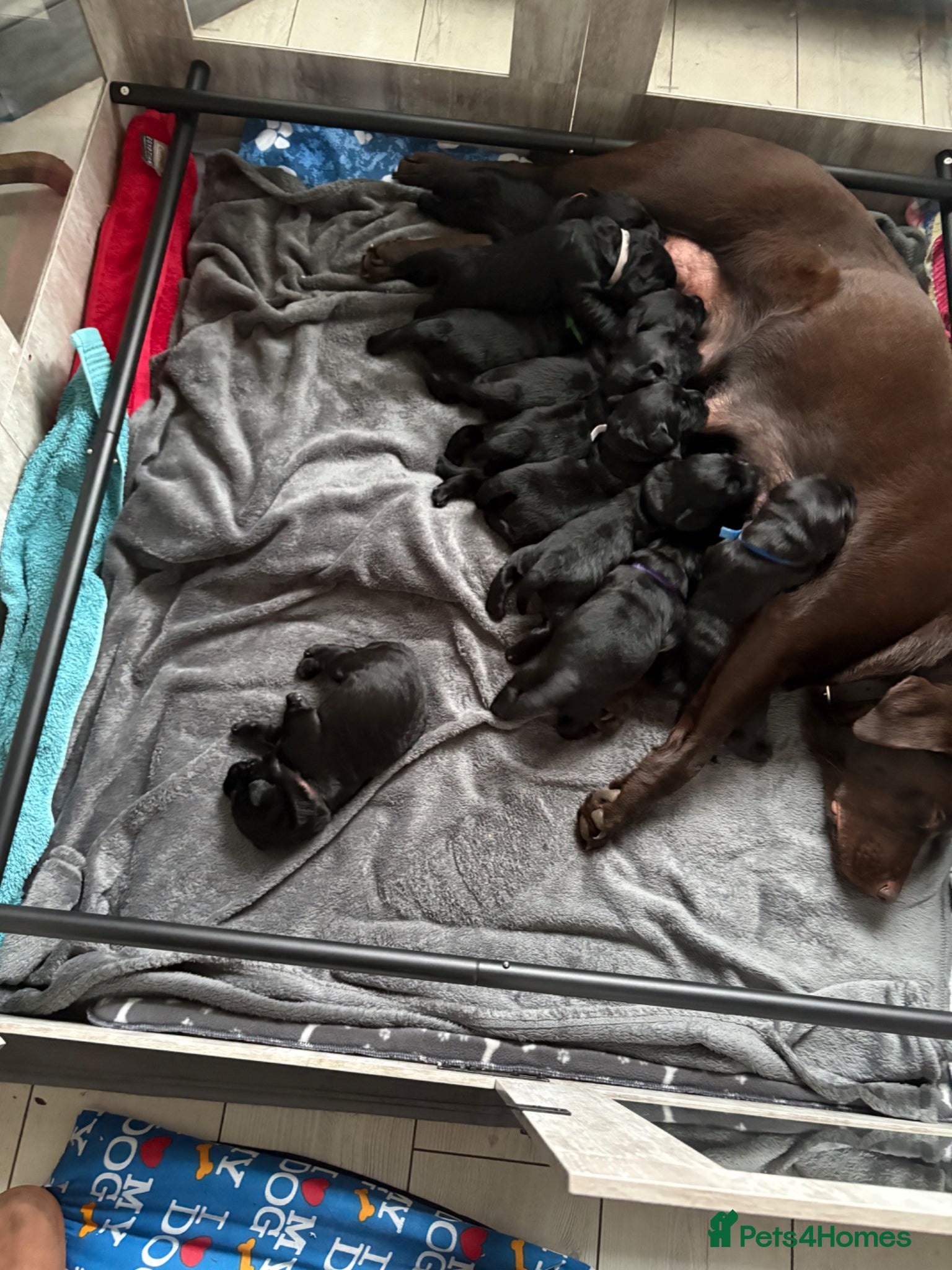 Goldador dogs Beautiful Chunky Labrador puppies - Advert 2