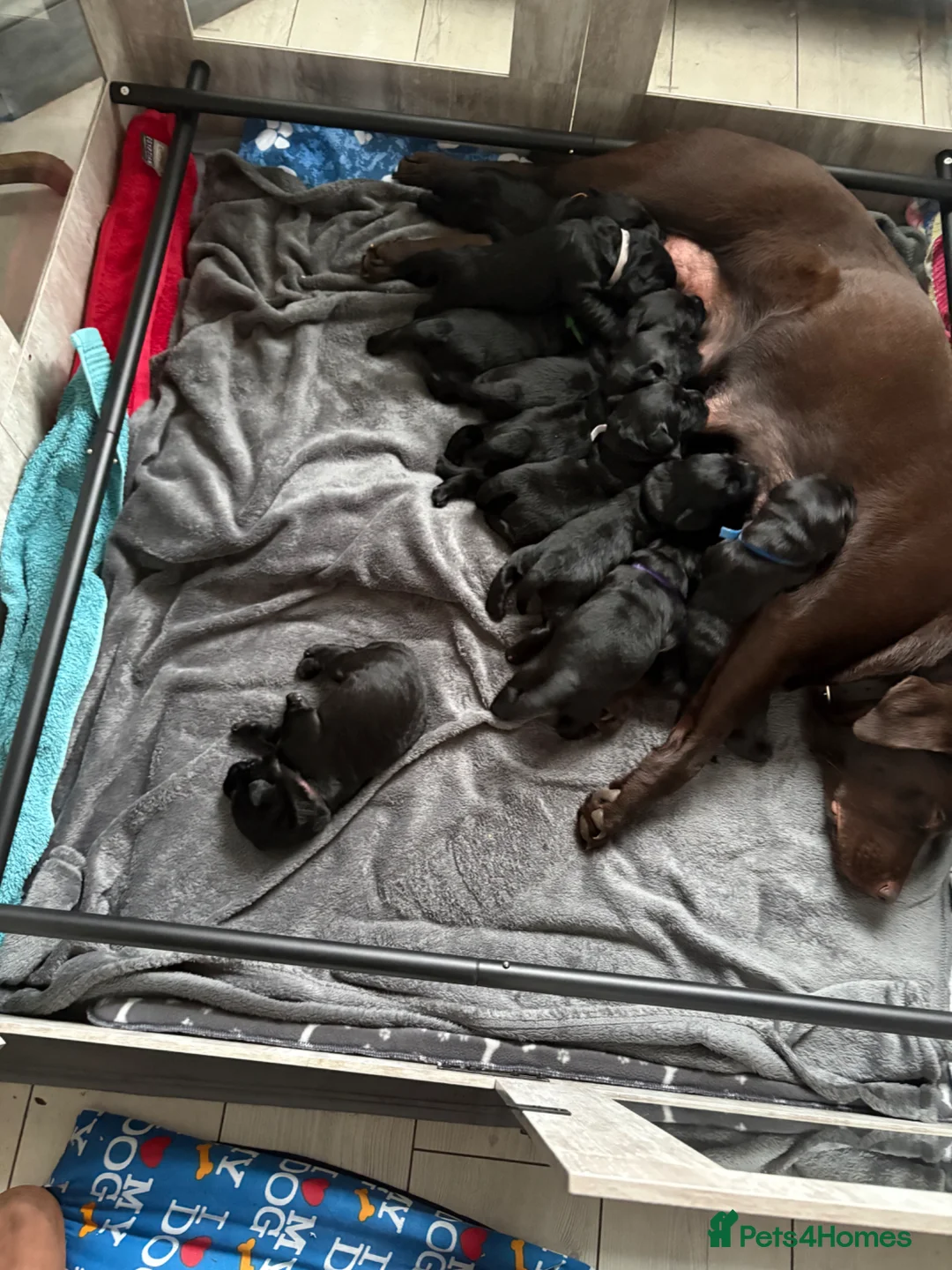 Goldador dogs for sale: Beautiful Chunky Labrador puppies in Stoke-on-Trent - Advert 2