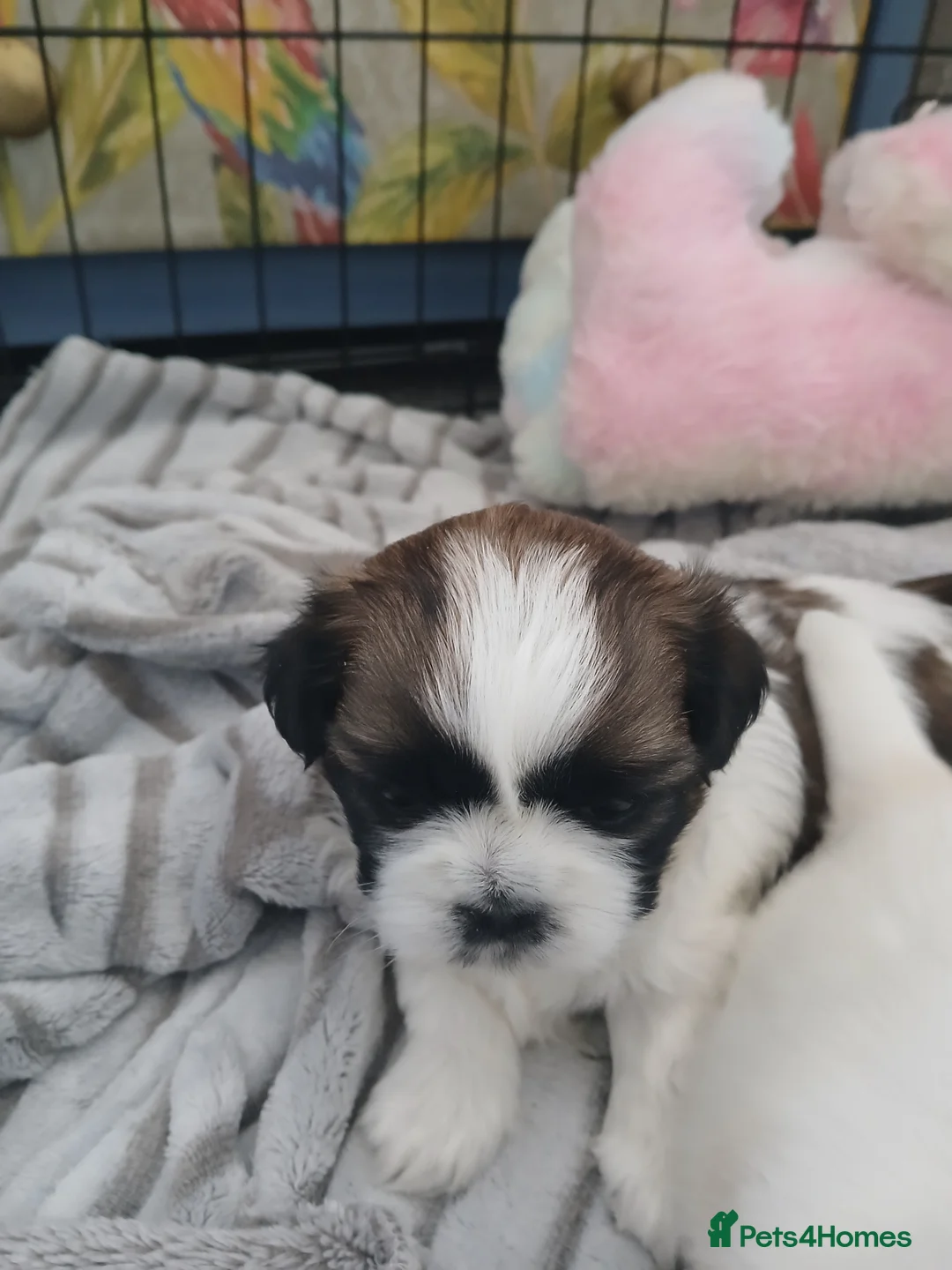 Shih Tzu dogs for sale: Beautiful chunky shih Tzu girls - Advert 7