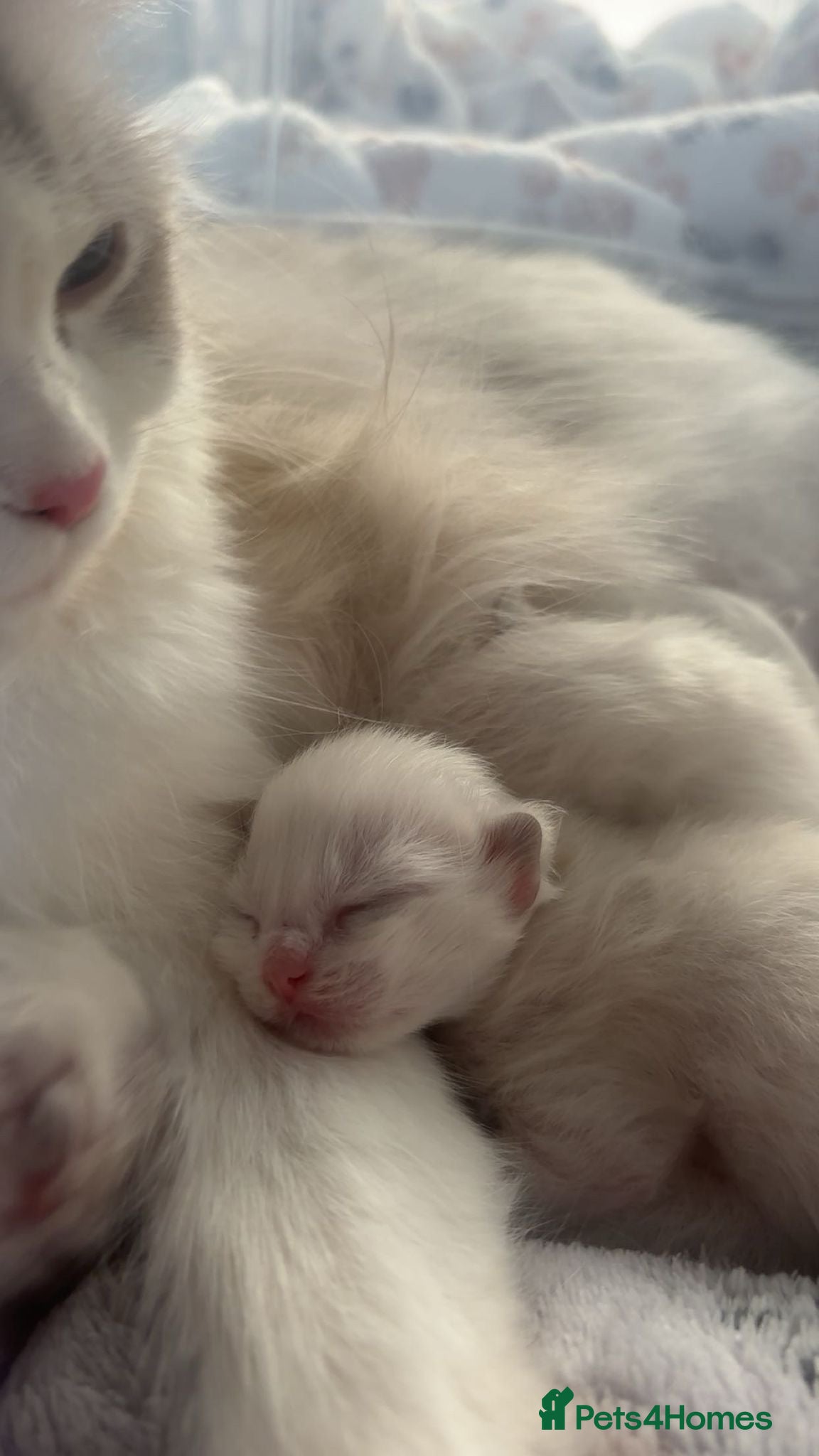 Ragdoll cats Stunning Bi-Colour Ragdoll Kittens – 7 Available   - Advert 2