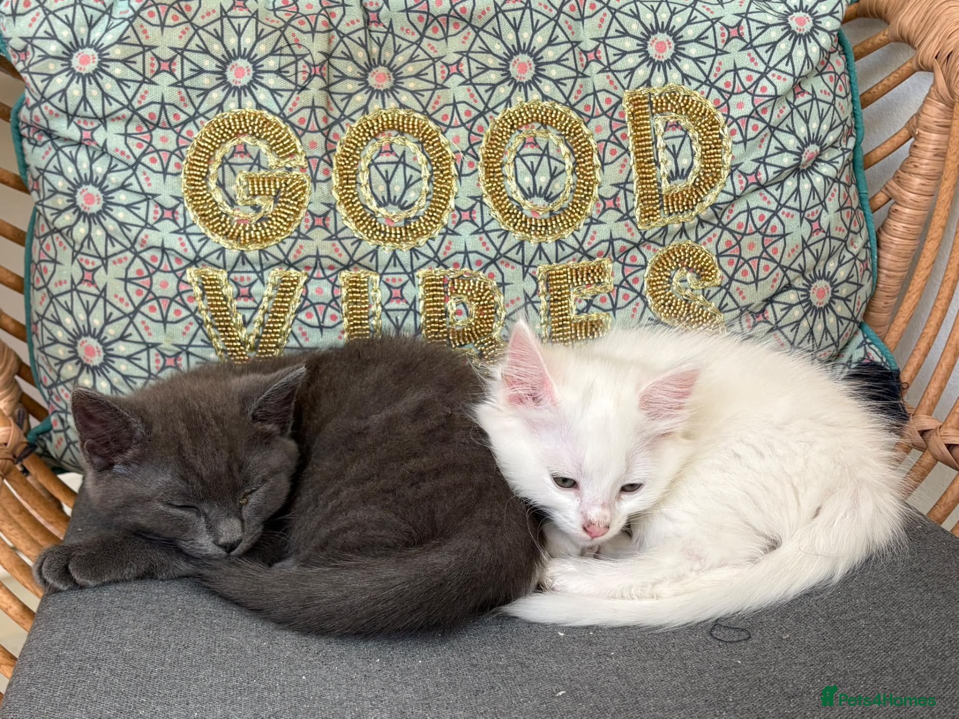 Mixed Breed cats 2 gorgeous kittens - Advert 1