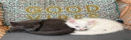 Mixed Breed cats for sale: 2 gorgeous kittens - Advert 1
