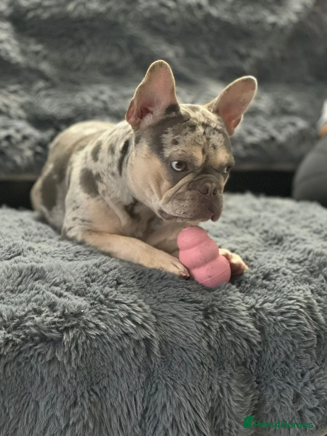 French Bulldog dogs for sale: Out standing french bulldogs merles carry fluffy - Advert 12