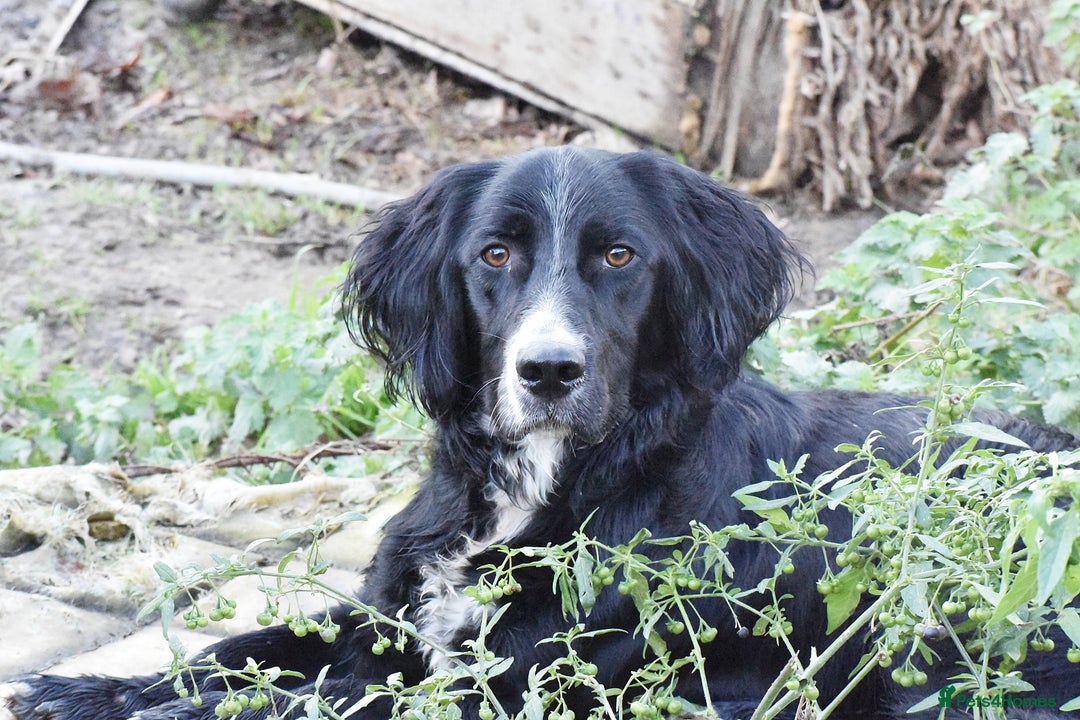 English Setter dogs for adoption: Marshall - Advert 1