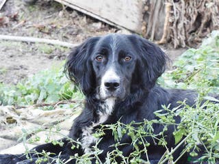 English Setter dogs Marshall - Advert 2