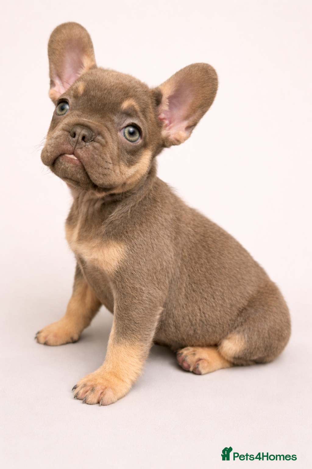 French Bulldog dogs 🌟 Ready Now 🌟 Last puppy remaining 🌟  - Advert 1
