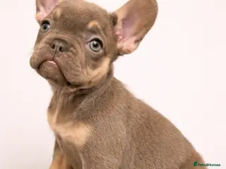 French Bulldog dogs 🌟 Ready Now 🌟 Last puppy remaining 🌟 - Advert 1