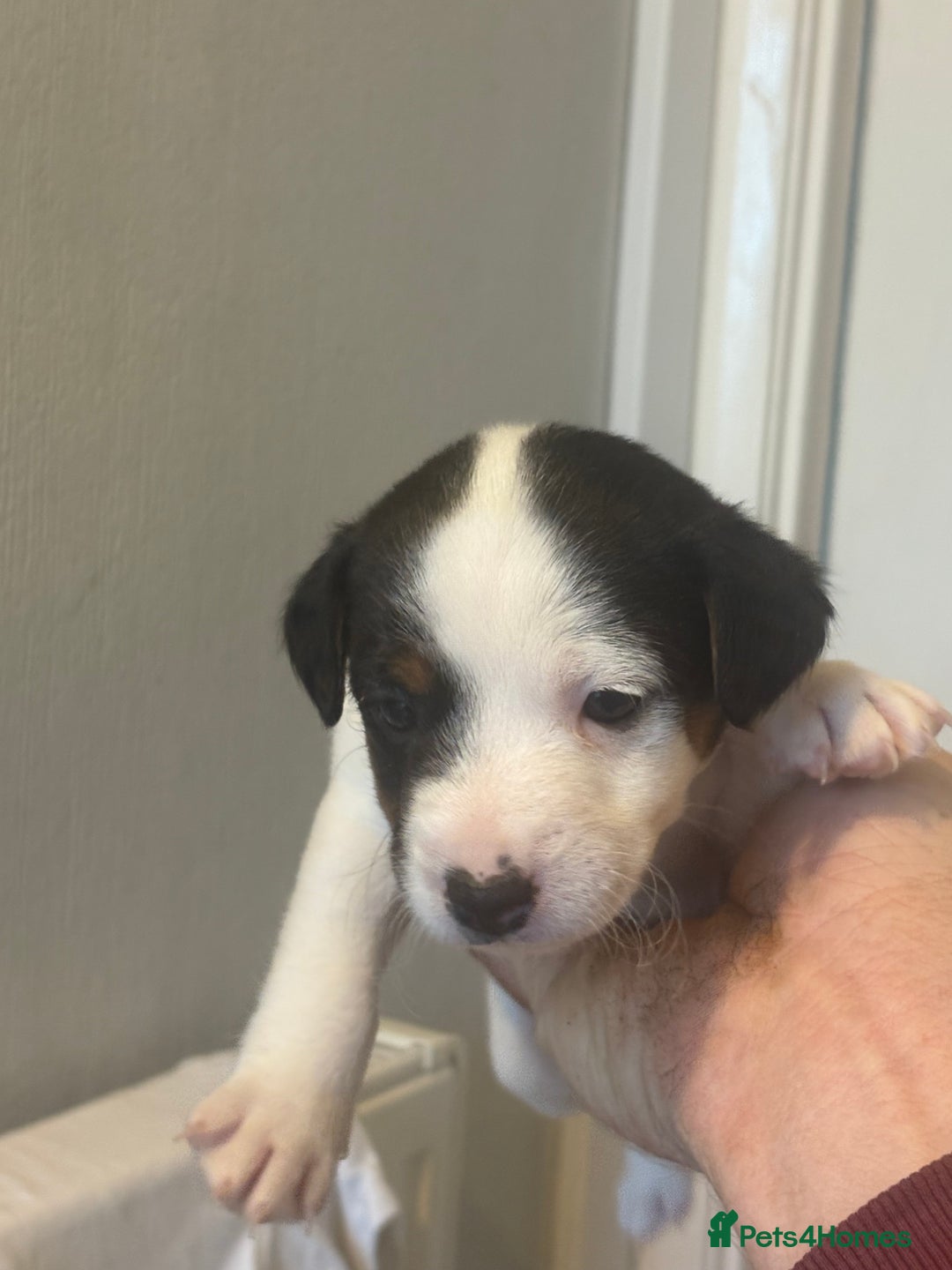 Jack Russell dogs for sale: Traditional Smooth coated Jack Russells - Image 3