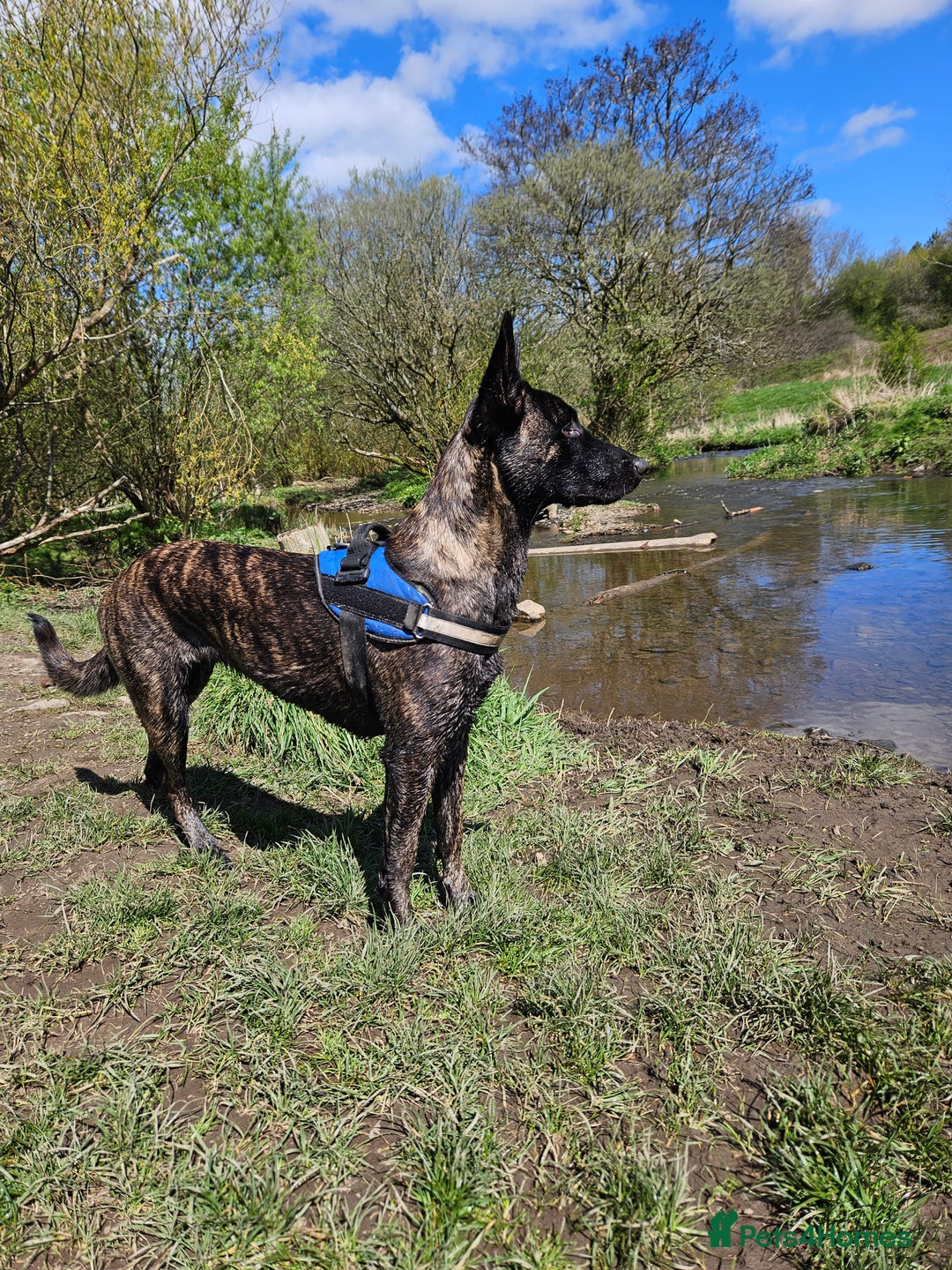 Mixed Breed dogs for sale: Dutch Shepherd  - Image 5