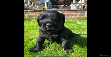 Flat coated Retriever dogs in Haywards Heath - Advert 6