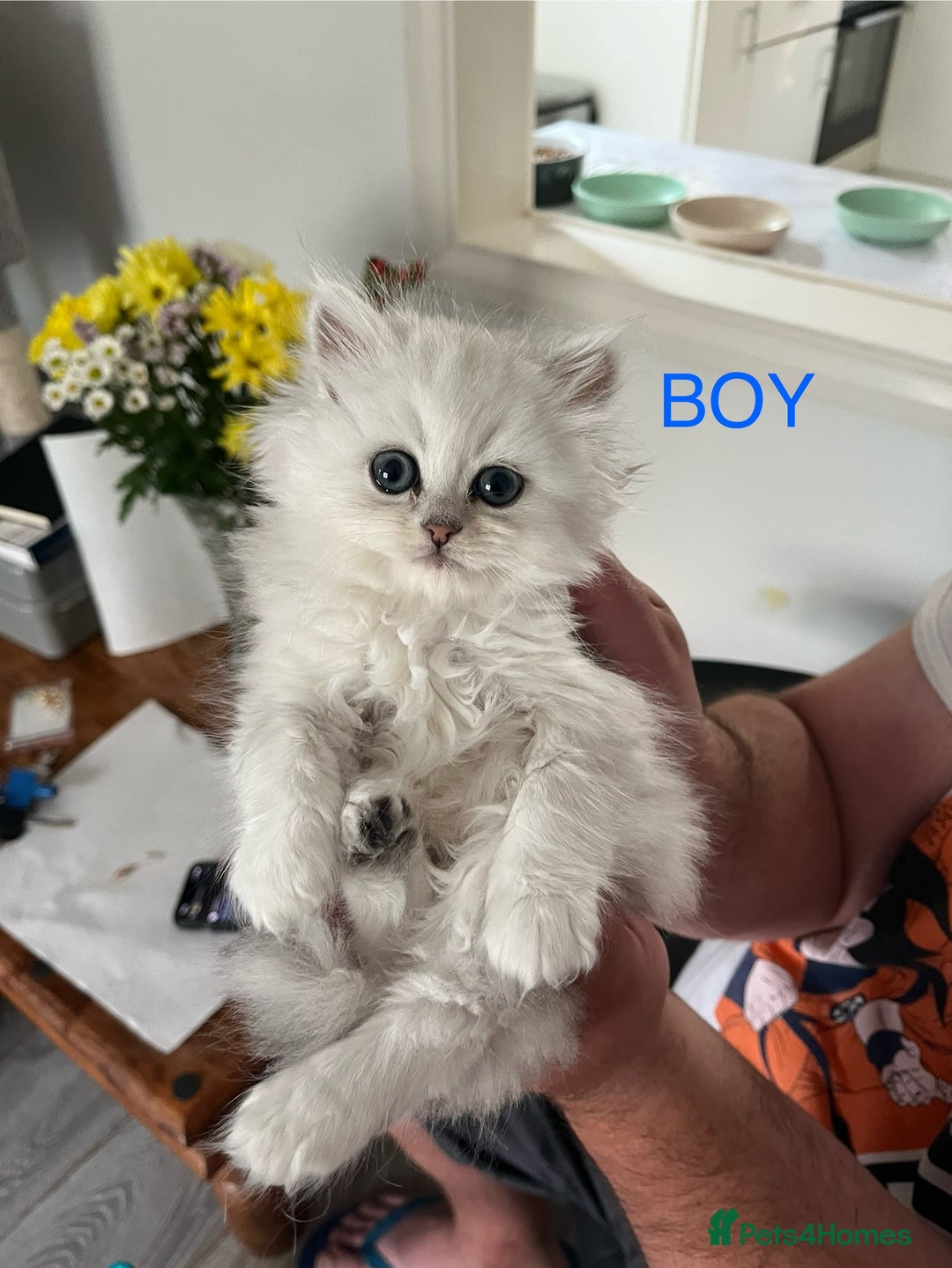 Persian cats for sale: 2 girls left!Ready now! Persian Chinchilla kittens - Image 2