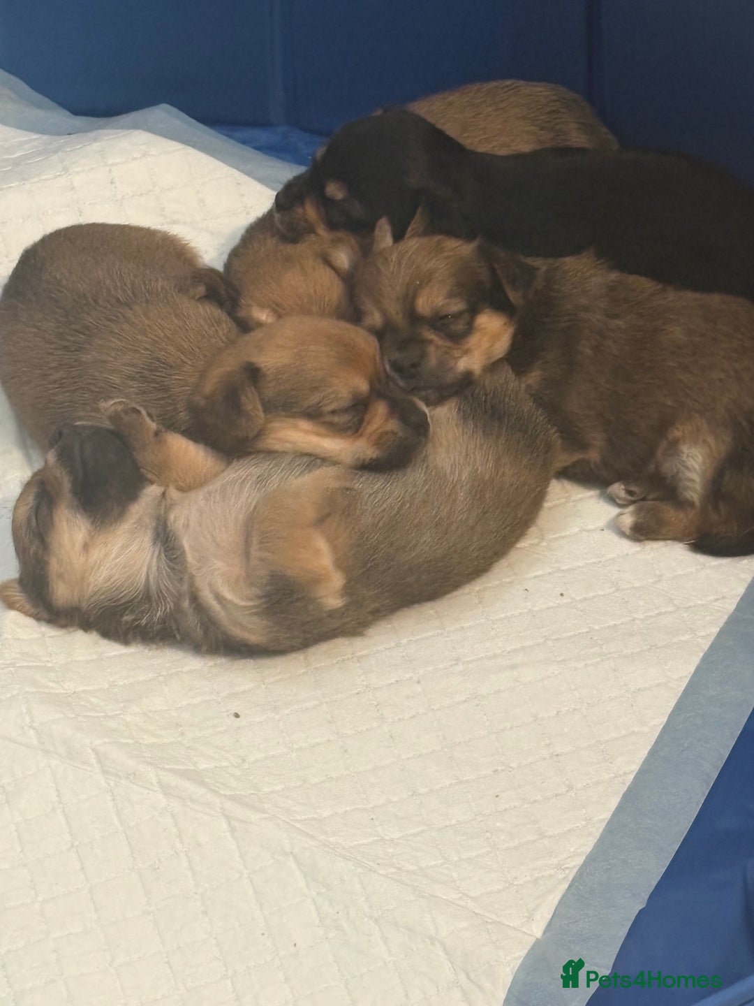 Chorkie dogs for sale: Chorkie puppies for sale  - Image 1