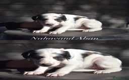 Saluki dogs for sale: ✨Exceptional Saluki Puppies from Iranian Imports✨ - Image 6