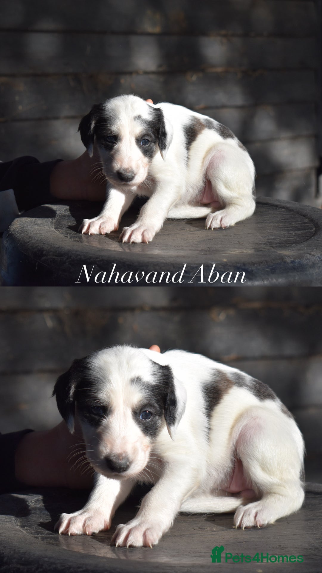 Saluki dogs for sale: ✨Exceptional Saluki Puppies from Iranian Imports✨ - Image 6