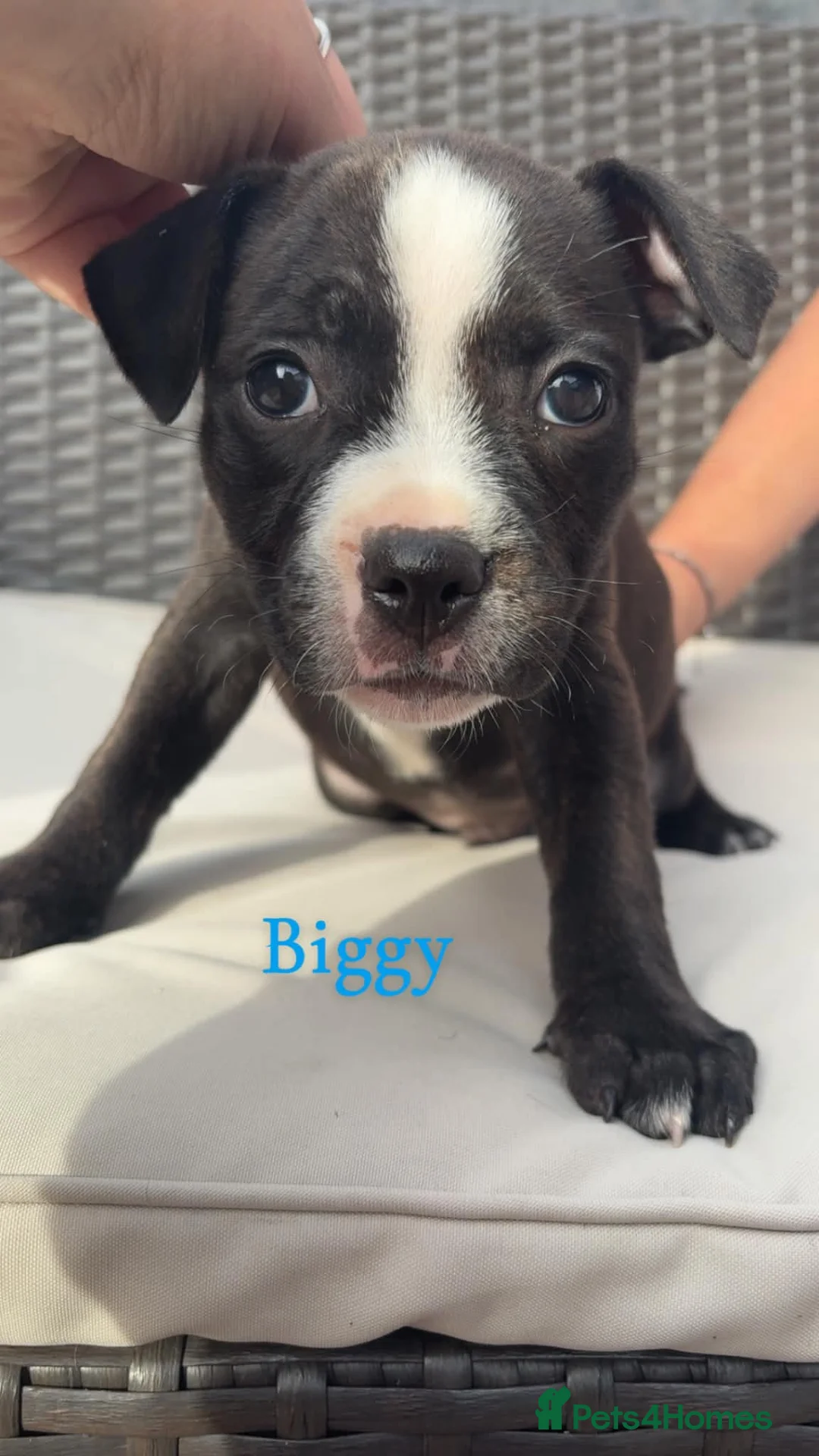 Staffordshire Bull Terrier dogs for sale: Beautiful Staffy pups - Advert 6