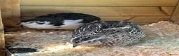 Quail poultry for sale: Different colours Coturnix Quail  - Advert 4
