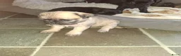 Mixed Breed dogs for sale: 6 adorable pugapoo puppies  - Advert 3