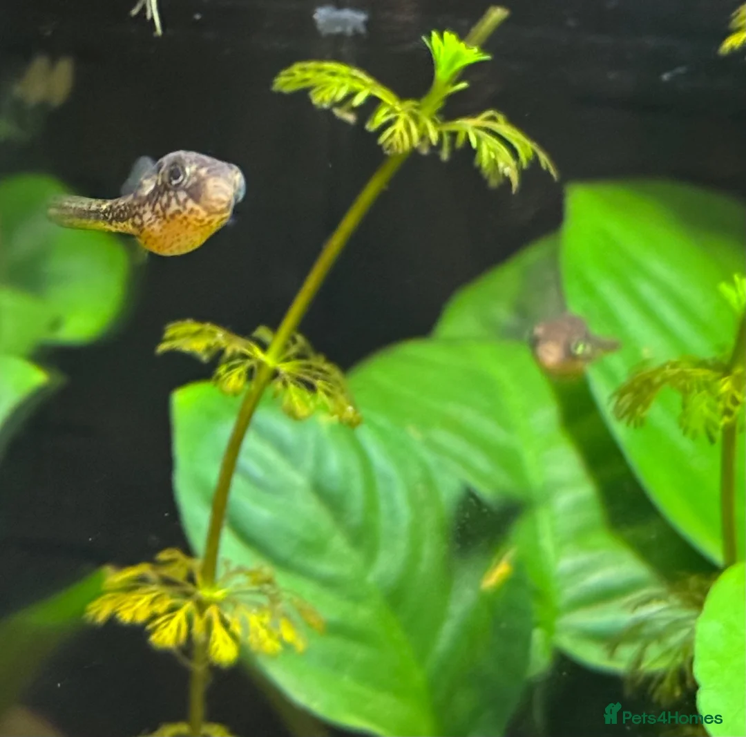 Pufferfish fish for sale: 9 x Pea Puffers and tank for Rehoming - Advert 2